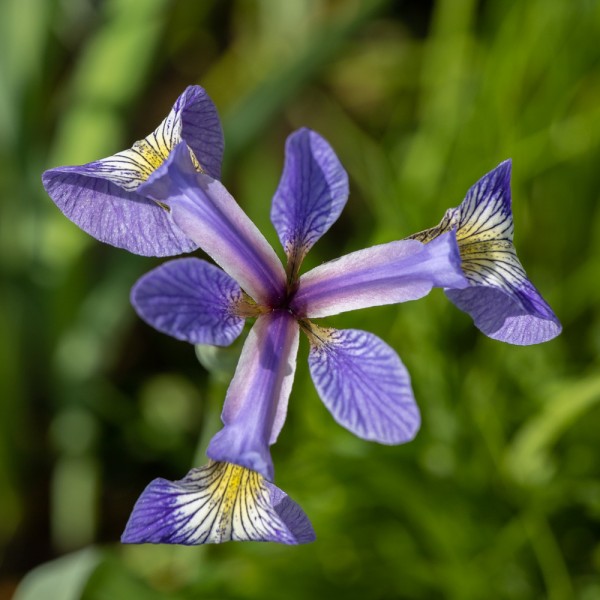Iris versicolor verschiedenfarbige Sumpfschwertlilie