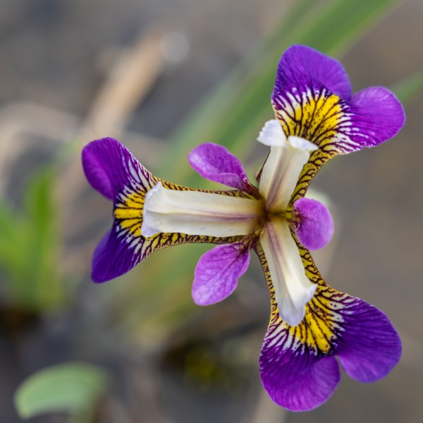 Iris versicolor Regal Surprise