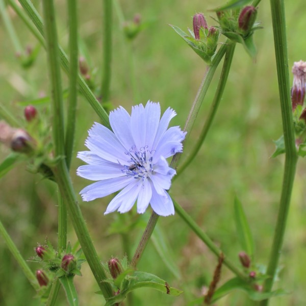 Wegwarte Cichorium intybus