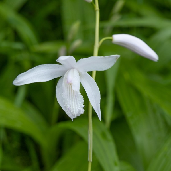 Bletilla striata `Alba` Japanische Erdorchidee