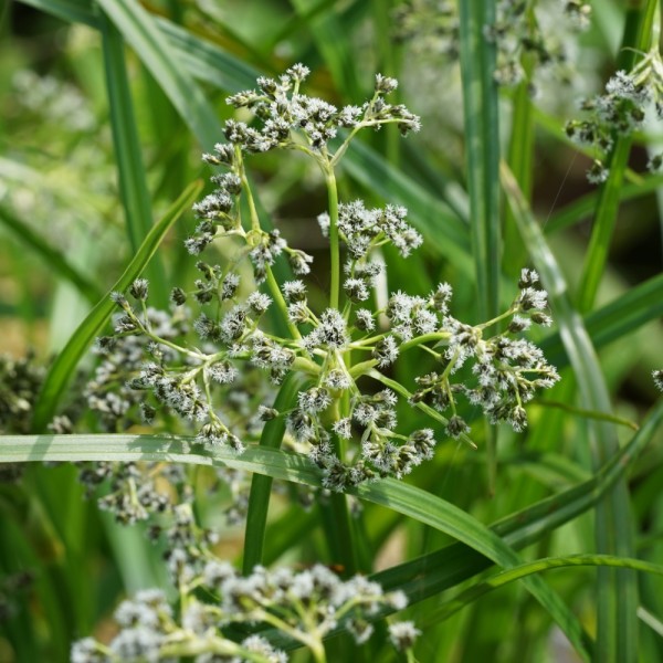 Waldsimse Scirpus sylvaticus