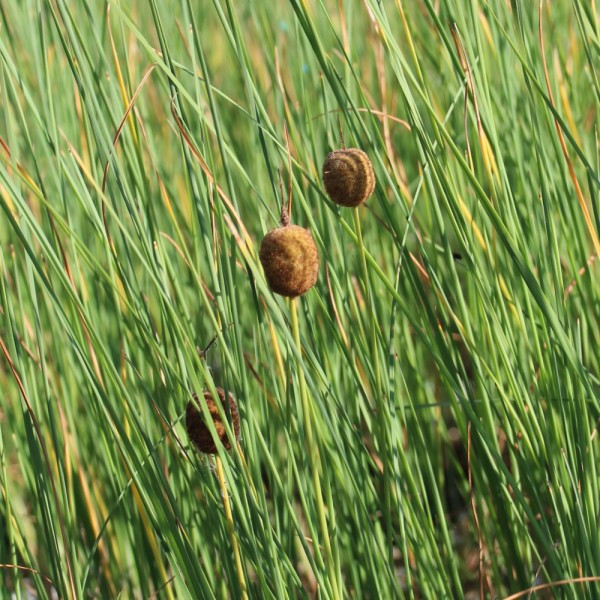Zwergrohrkolben Typha minima