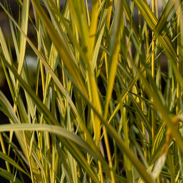 buntlaubiges Schilf Phragmites australis Variegata