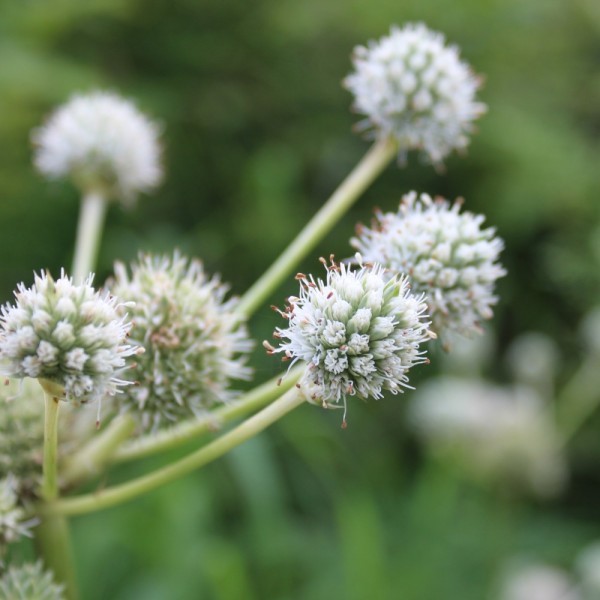 Palmlilienmanntreu Eryngium yuccifolium