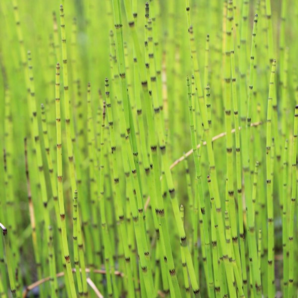 Sumpfschachtelhalm Equisetum palustre
