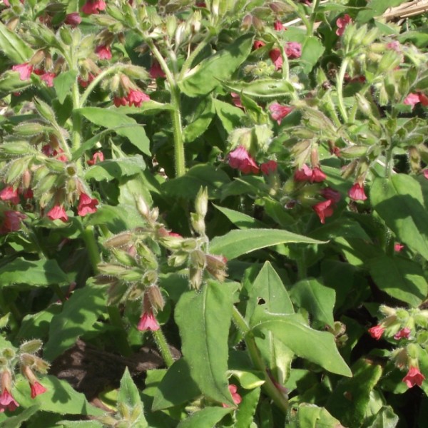 rotes Lungenkraut Pulmonaria rubra