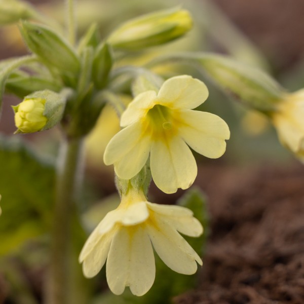 hohe Schlüsselblume Primula elatior