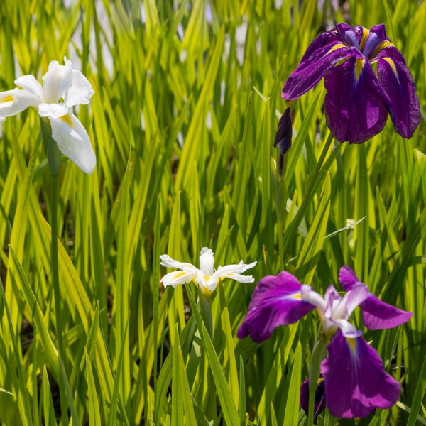 Iris ensata Japanische Sumpfiris