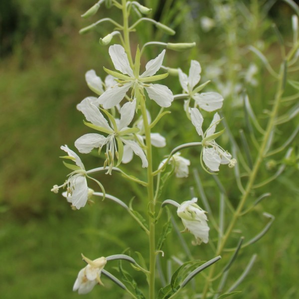 weißes schmalblättriges Weidenröschen Epilobium angustifolum abbiflorum