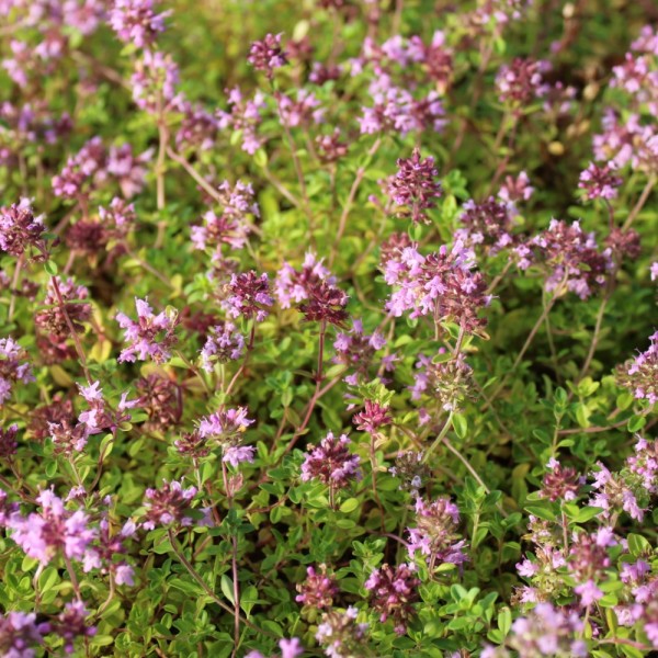  Breitblättriger Thymian, Thymus pulegioides