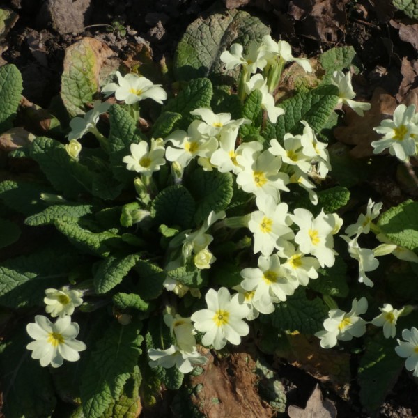 Stängellose Schlüsselblume Primula vulgaris