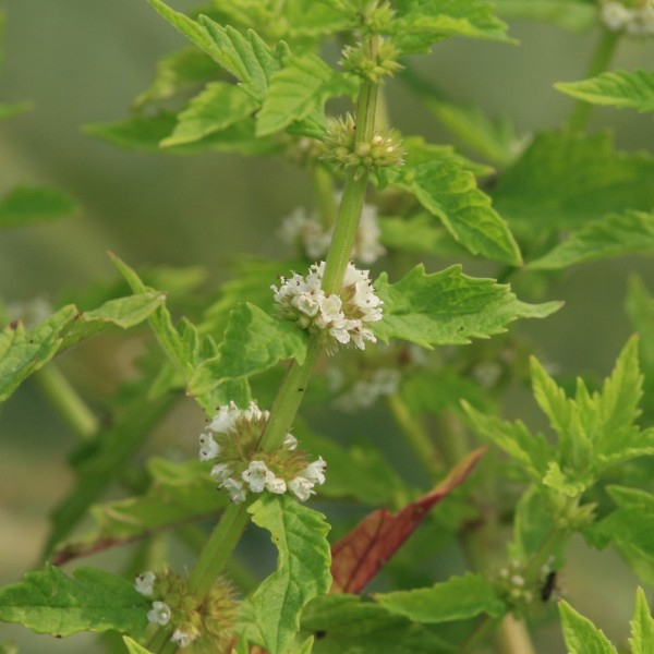 Wolfstrapp Lycopus europaeus