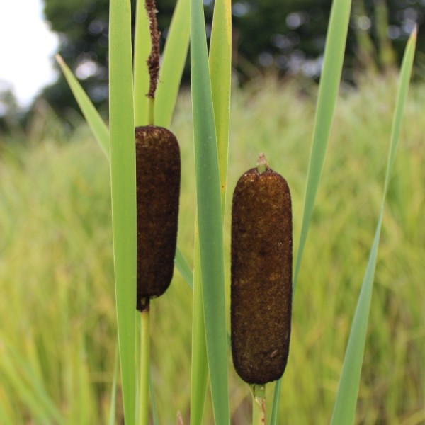 breitblättriger Rohrkolben Typha latifolia