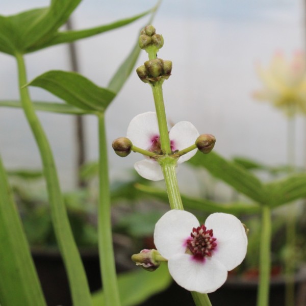 Sagittaria sagittifolia ssp sagittifolia Pfeilkraut