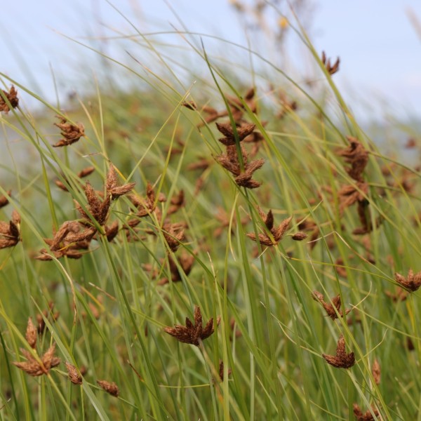 Gewöhnliche Strandsimse Bolboschoenus martimus