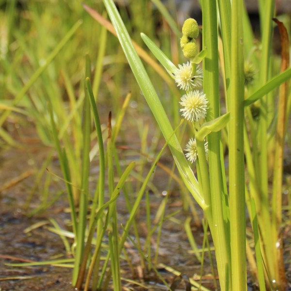 einfacher Igelkolben Sparganium emersum